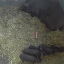 초야농장 이미지