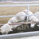 한들목장 이미지