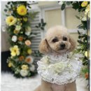 우리동네 펫샵 이미지