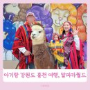 사슴자연 방목장 | 강원도 홍천 아기랑 여행 알파카월드 수유실 오픈런 공연 파카코인