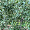 농암로(예안면) 이미지