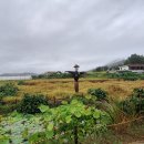 33. 토종벼 추수 10.11(토) 비로 연기?(18기 2조-강병수) 이미지