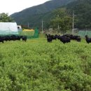 야영장민박 이미지