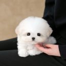 부산강아지분양 미유펫 이미지