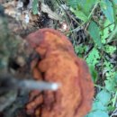 KTX타고 떠난 48100원의 행복 - 꿩대신 닭이 아닌 메추리 이미지