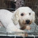 동부 동물병원 이미지