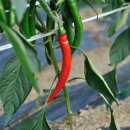 추부농장 이미지