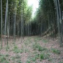 섬진강대나무숲길 이미지