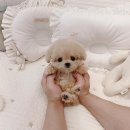 토이주니