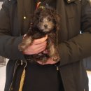 코코독(cocodog) 네이버블로그
