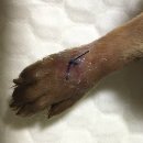 아마존동물병원 이미지