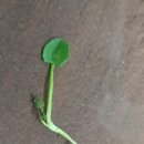 한잎클로버 이미지