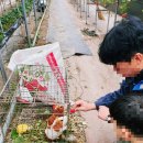 시냇물 2 농장 | 대구 아이와가볼만한곳 팔공산 딸기따기 체험 호감농장 후기