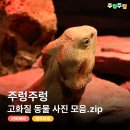 여우꼬리 노래연습장 | 영등포 주렁주렁 동물원 고화질 동물 사진 모음.zip 카피바라, 왕부리새, 기니피그, 프레리독