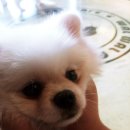 왈왈펫카페 이미지