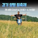 양평장터쇼핑주식회사 | 경기 양평) 아이와 가볼만한 곳 제4회 양평밀축제 후기, 밀밭 포토존과 셔틀버스 꿀팁