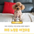 제주 노형동 애견미용 전문 드림펫 방문후기