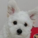 깜찍하개 이미지