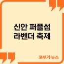 송정삼거리 교통섬 1 | 2025 신안 퍼플섬 라벤더 축제, 5월의 향기 속 보랏빛 쉼표