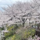 논현로28길(벚꽃길) | 양재천 벚꽃 뷰 테라스 카페[키퍼스마켓] 매봉역 자리 꿀팁