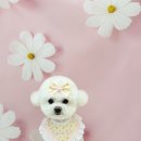 허그몽몽 이미지