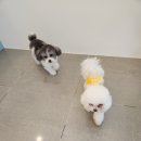 호야애견 이미지