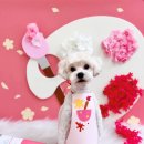 또왕또왕 Dog Salon 네이버블로그