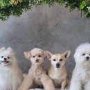 멍멍왈왈 이미지