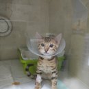 레오메디칼 이미지