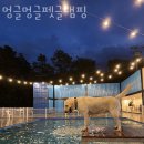 청주 글램핑 멍글멍글펫글램핑 추천 후기 가격 예약 총정리