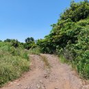 온평리-11 이미지