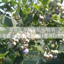 호마주유소