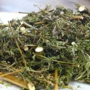 인진쑥농장 이미지