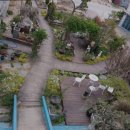 고성국화꽃향기 이미지