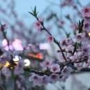 수완동 왕버들 이미지