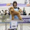 도그매니저