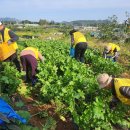 청춘농장 이미지