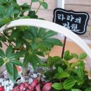 반려식물 원예화분 공예 이미지