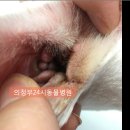 의정부 24시 IU 동물병원 이미지