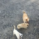 산내음 물소리 | 크리스마스 여행지 추천! 단양 감성숙소 산내음물소리안뜰 1박2일 후기!