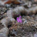 노루목향기 이미지