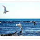 바닷가우리집 이미지