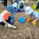 블루베리 수확하기 체험 입니다. 이미지