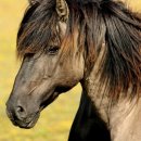 춘천 송암스포츠타운 승마장 이미지