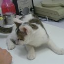 시드니동물병원 이미지