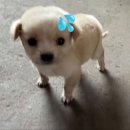 고픔 Daum카페