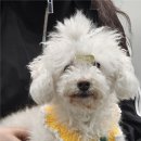 넬동물의료센터 | 평촌 넬동물의료센터 후기 : 24년 ~ 26년 이첨판폐쇄부전증..