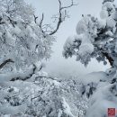 탄넨바움 이미지