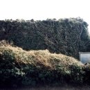 천미연대 이미지