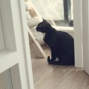 코코보노 고양이호텔 이미지